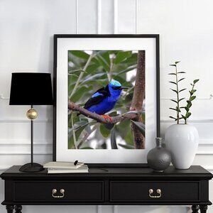 8x10 Red-legged Honeycreeper Cute Blue Bird Oil Painting Art‎ Print